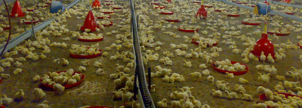 اشتغال ۱۳ هزار نفر در صنعت پرورش مرغ گوشتی کردستان