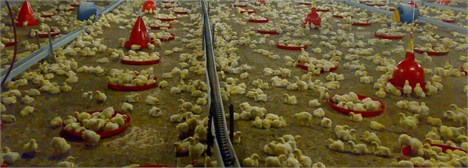 اشتغال ۱۳ هزار نفر در صنعت پرورش مرغ گوشتی کردستان