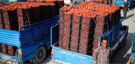 خرید تضمینی 3 هزار تن گوجه فرنگی/ قیمت گوجه فرنگی تقویت شد