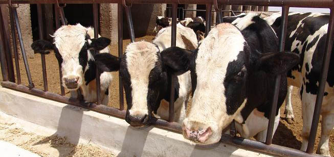 ضرورت تعدیل قیمت شیر در راستای حمایت از تولید و مصرف