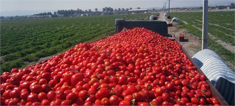 ۵۰۰ کامیون گوجه در معرض فاسد شدن