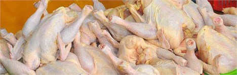 عدم تامین به موقع به گرانی مرغ دامن زد