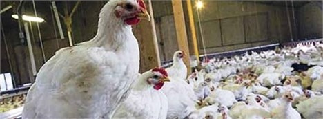 آغاز شمارش معکوس برای جمع‌آوری مرغ مازاد از بازار توسط دولت