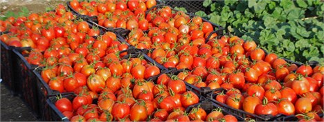 خرید ۵۲ هزارتن گوجه‌فرنگی از کشاورزان