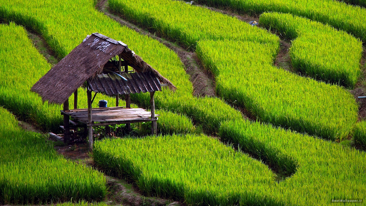 افزایش تولید جهانی برنج در سالجاری