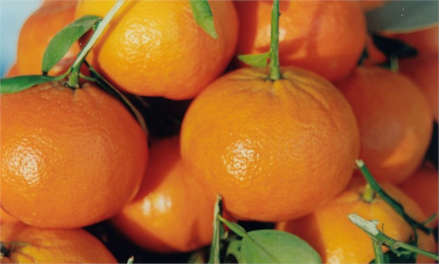 صادرات نارنگی پاکستان به 350000 تن خواهد رسید