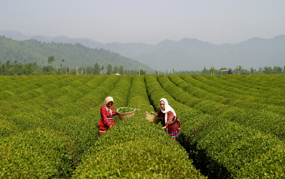 مشتریان چای هندی خواهان چای مرغوب و ارزان هستند