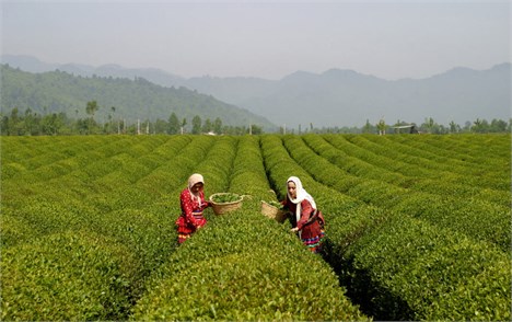 مشتریان چای هندی خواهان چای مرغوب و ارزان هستند