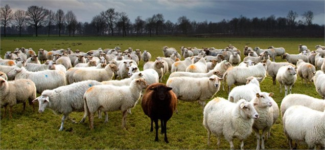 روده و شکمبه گوسفندی با ارزآوری ۱۱۷ میلیون دلاری کالای عمده صادراتی شد