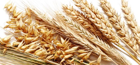 رشد 30 درصدی پرداختی بهای گندم ها به کشاورزان