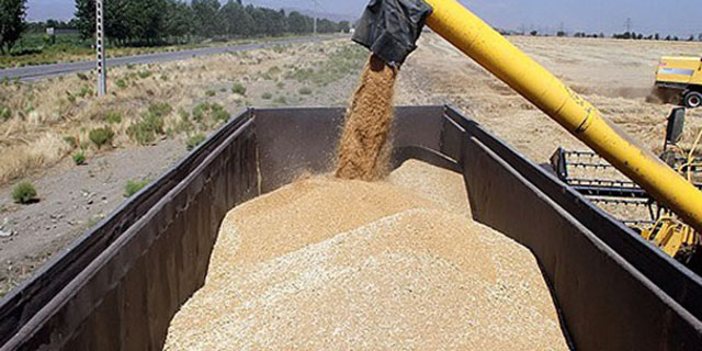 برداشت بیش از یک میلیون تن گندم در خوزستان