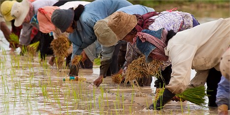 گزارش فائو از تولید و تجارت جهانی برنج در سال 2015