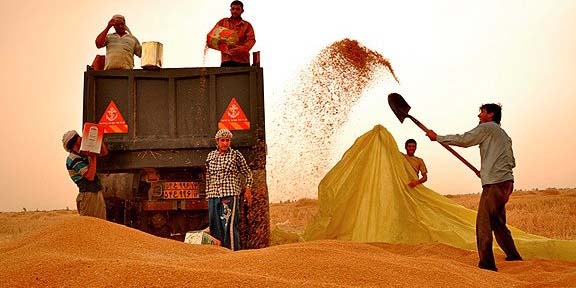 ۱۰۳ هزارتن گندم از کشاورزان کرمانشاهی خریداری شد