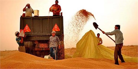 افزایش 19درصدی گندم خریداری شده از کشاورزان