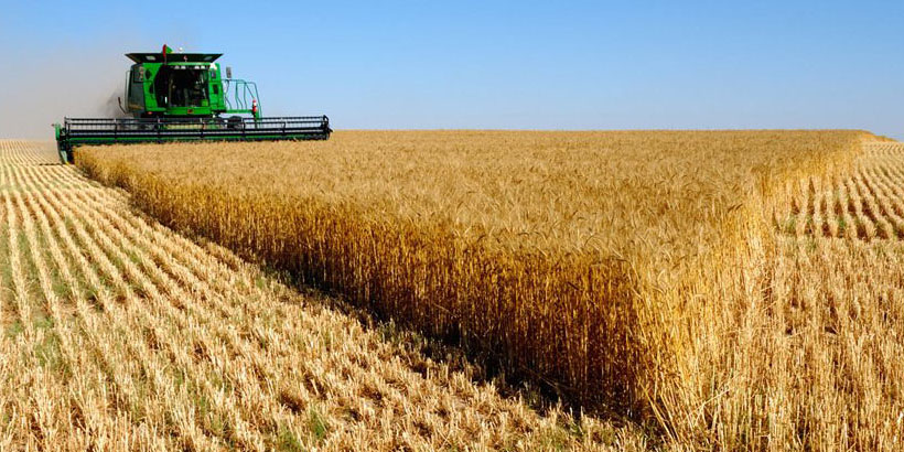 خرید 126 هزار تن گندم در استان قزوین