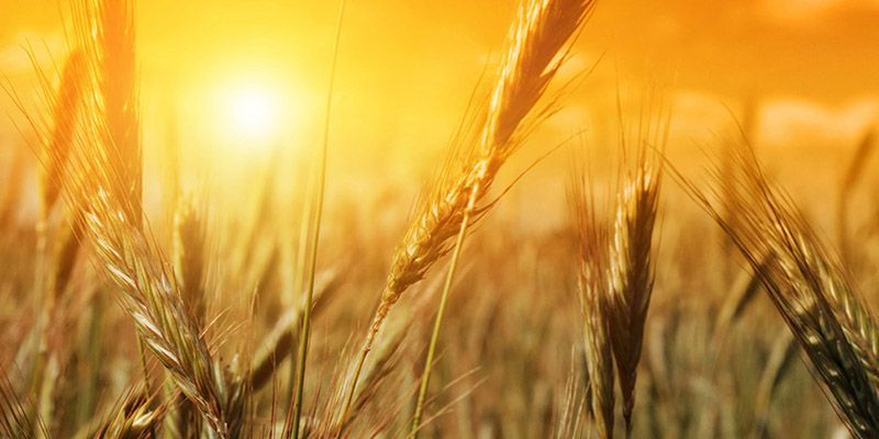 ۱۲ هزار تن گندم از کشاورزان خراسان جنوبی خریداری شد