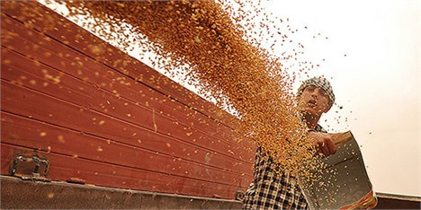 بیش از ۲۱۵ هزار تن گندم در استان مرکزی خریداری شد.