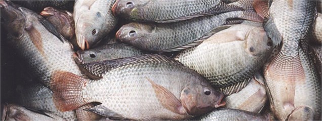 نظارت بر محموله‌‌های ماهی در البرز تشدید می‌شود