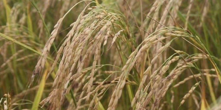 خرد شدن کمر شالیکاران در پی واردات برنج