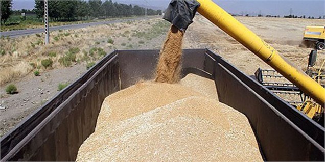 ۱۶۴ هزار تن گندم در مازندران خرید تضمینی شد
