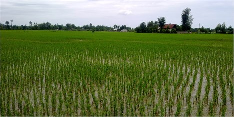 پیش بینی رشد ۱۰ درصدی تولید برنج در مازندران