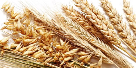 ۵ هزار تن گندم بذری در خدابنده تولید شد