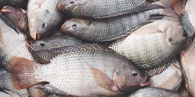 تولید ۷۳ هزار تن انواع ماهی در مازندران