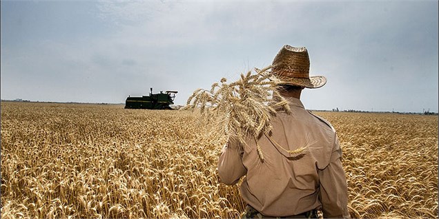 پول نقد برای واردات یک میلیون تن گندم و بی‌پولی برای خرید از کشاورز