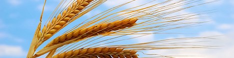 ذخیره‎سازی 5 میلیون تن گندم در کشور