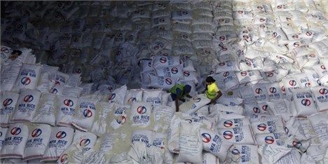 افزایش 40 درصدی واردات برنج در فصل برداشت