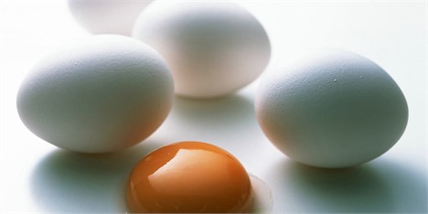 قیمت تخم‌مرغ صادراتی نصف شد