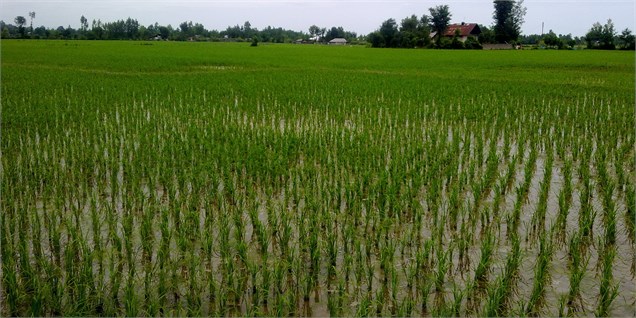ثبات قیمت برنج در شالیکوبی‌های مازندران