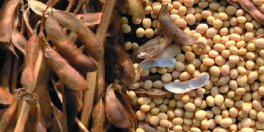 پیش‌بینی واردات «دانه سویا» ایران در سال زراعی جاری