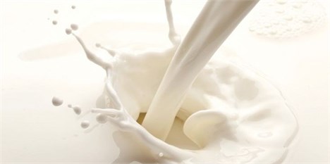 توافق دامداران و صنایع لبنی برای افزایش پلکانی قیمت شیرخام