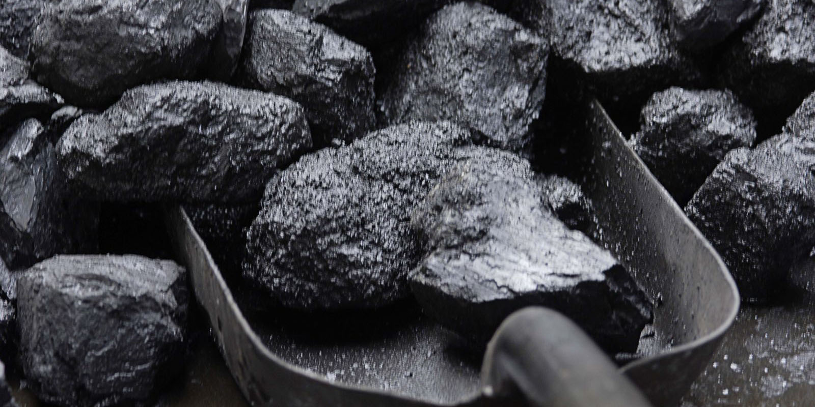 معدن زغال سنگ را عمدا می‌کشند