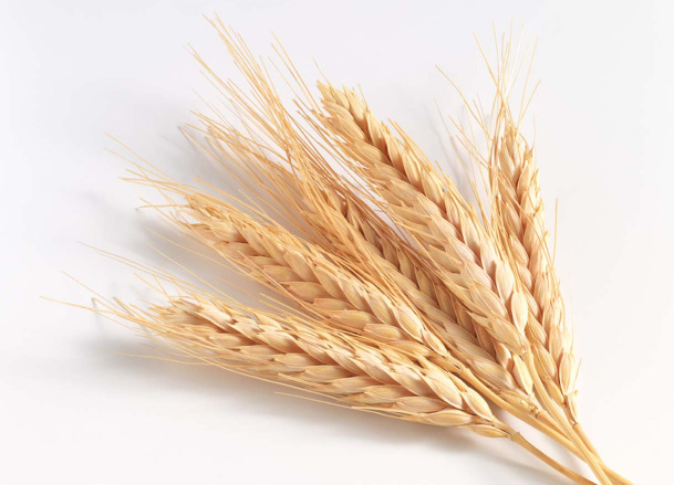 8 میلیون و 40 هزارتن گندم خریداری شد/کشت گندم سرد آغاز شد