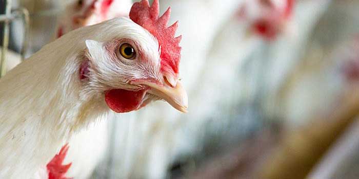 صادرات ماهانه حداقل ۲۰ هزار تن مرغ