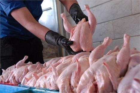 کوتاه شدن دست دلالان از بازار مرغ