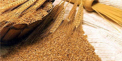 کسب رتبه چهارم خرید گندم در سال زراعی جاری توسط کردستان