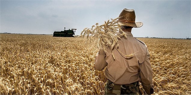 دولت قیمت جهانی گندم را ملاک تعیین نرخ تضمینی نکند