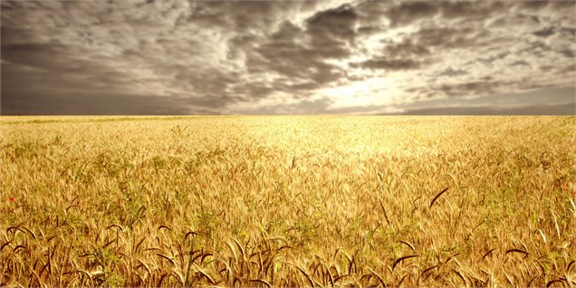بهبود برآورد تولید گندم در اروپا