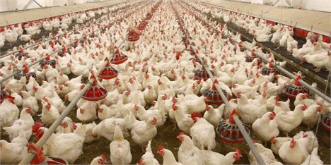صادرات ماهیانه مرغ به ۶ هزار تن رسید