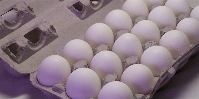 کاهش صادرات تخم مرغ