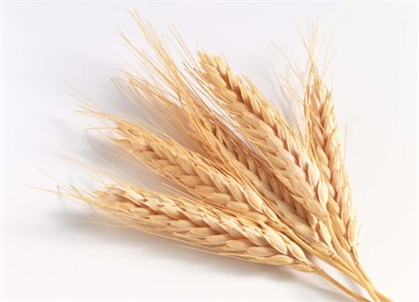 خرید هشت میلیون و 80 هزارتن گندم به ارزش بیش از 94 هزار میلیارد ریال