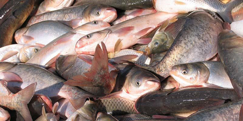 صادرات 50 هزار تنی ماهیان گرمابی کشور