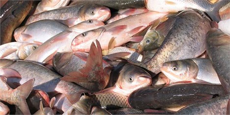 صادرات 50 هزار تنی ماهیان گرمابی کشور