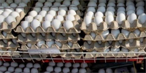 حذف 2.5 میلیون قطعه مرغ پایان دوره تخم‌مرغ را گران کرد