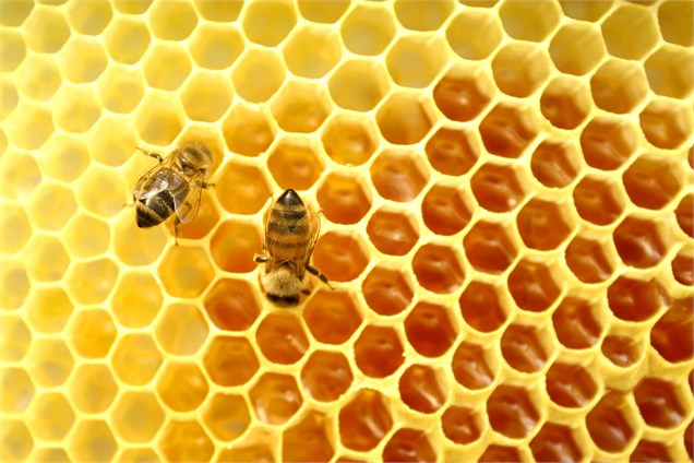 ایران هشتمین کشور جهان در تولید عسل است