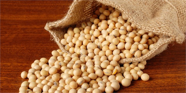 کاهش صادرات دانه روغنی سویای هند به ایران
