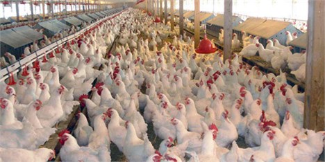 پای دلالان از صنعت مرغداری کی بریده می‌شود